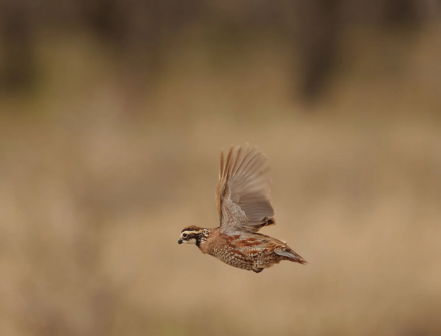 6273f186c3e55327db807bd6_GilchristClubQuail4.jpg